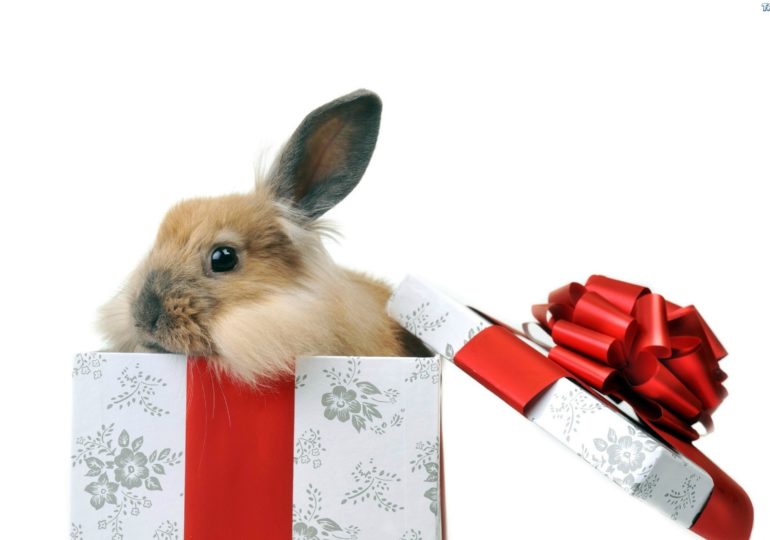 Желания, которые Кролик не исполнит: что нельзя загадывать на Новый год