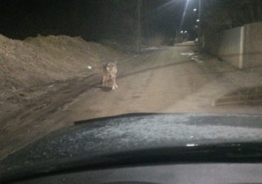 И снова волки бродят по округе?