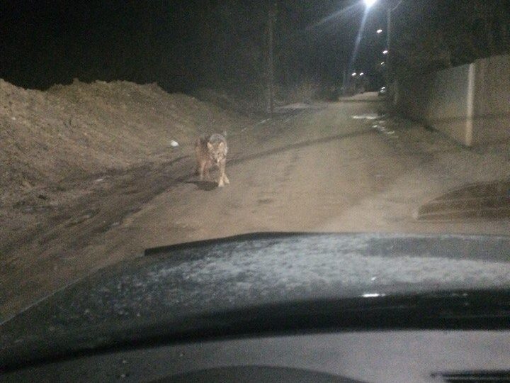 И снова волки бродят по округе?